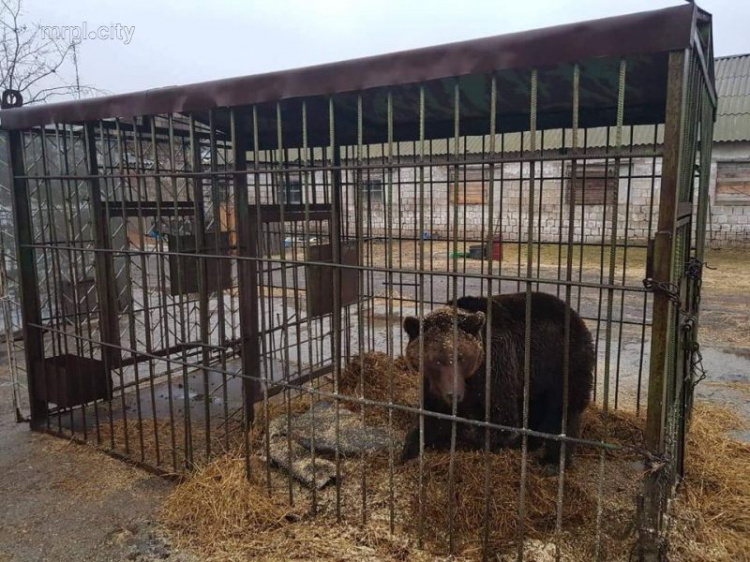 Брижит Бардо попросила Порошенко спасти животных из Донецкой области (ФОТО)