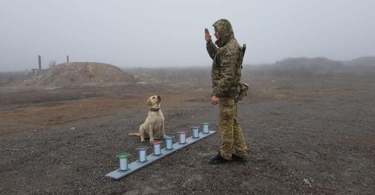 Тренировки и реальная опасность: служебные собаки помогают пограничникам Донетчины на КПВВ (ФОТО)
