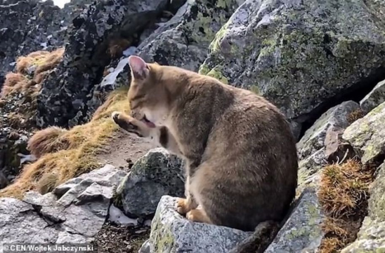 Альпиниста на вершине горы встретил домашний кот (ФОТО+ВИДЕО)