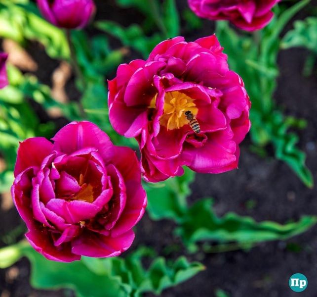 В мариупольской «Веселке» расцвели тюльпаны (ФОТОФАКТ)