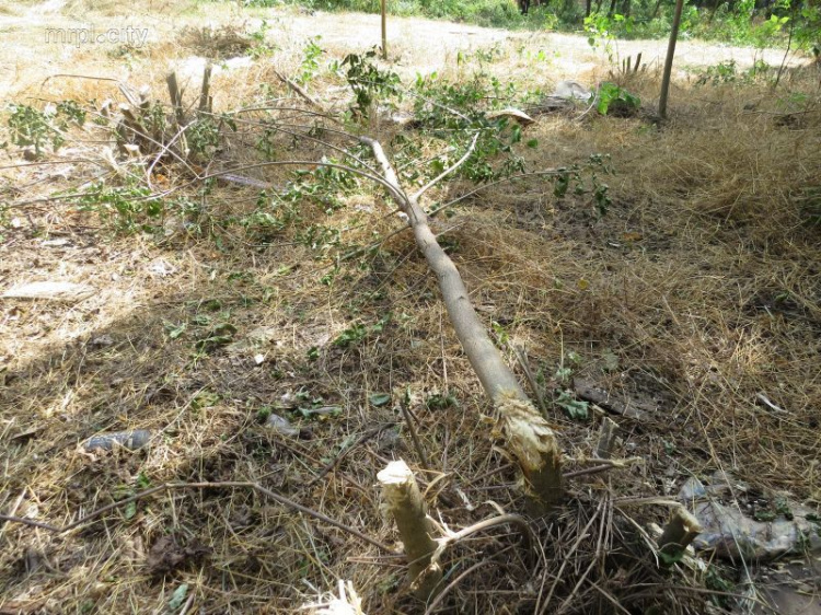 В центре Мариуполя вырезали более 25 деревьев для наведения порядка в зелёной зоне (ФОТОФАКТ)