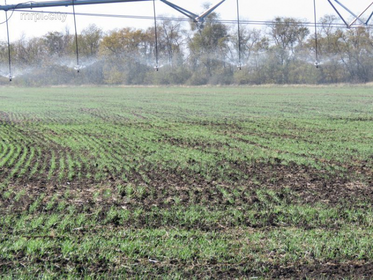 Под Мариуполем будут выращивать арахис и расширят площадь орошения земель (ФОТО)