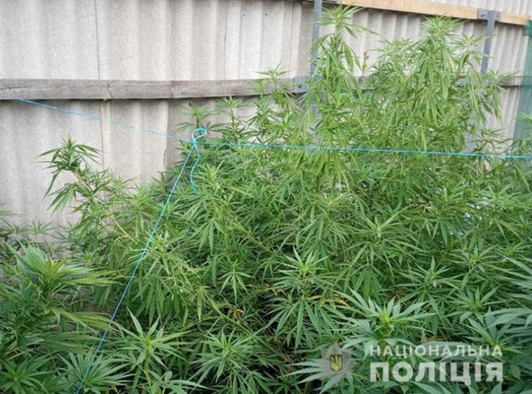 В Донецкой области «фермер» выращивал помидоры, кукурузу и коноплю (ФОТО)