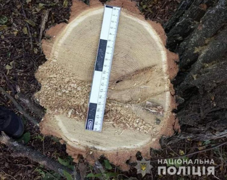 Кузов был забит свежеспиленными деревьями: вблизи Мариуполя незаконно рубили лес (ФОТО)