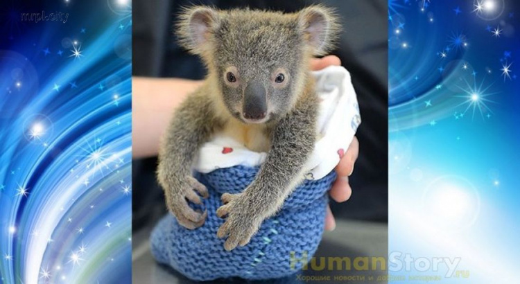 Детеныш коалы обнимает маму во время операции (ФОТО)