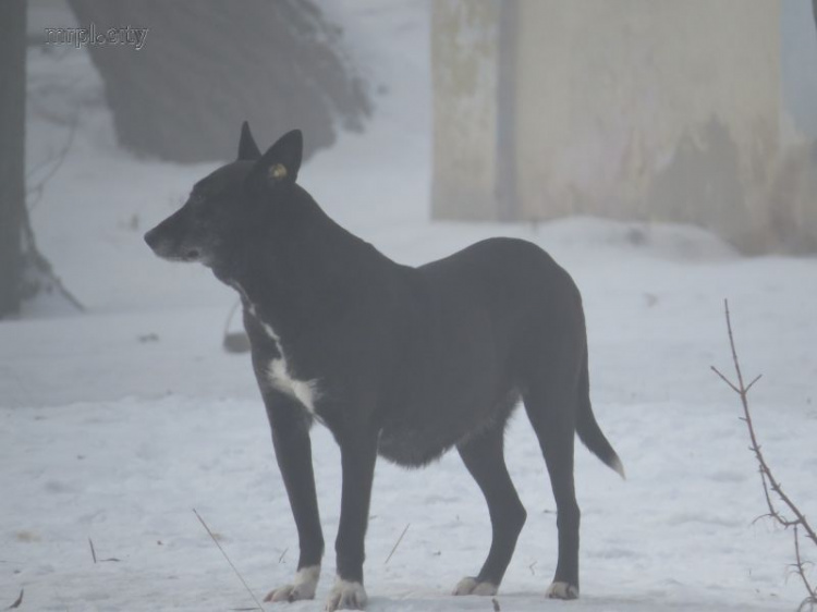 В Мариуполе собаки набросились на детей. В январе от укусов уже пострадало четыре жителя  (ФОТО+ВИДЕО)