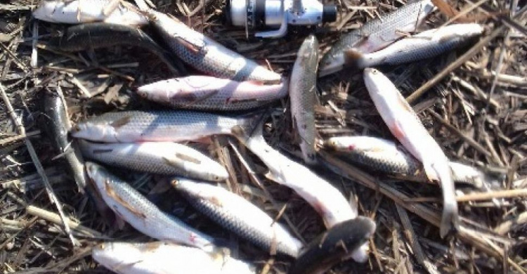 Мариупольские браконьеры «пауком» и «драком» наловили рыбы на 43 тыс. гривен (ФОТО)