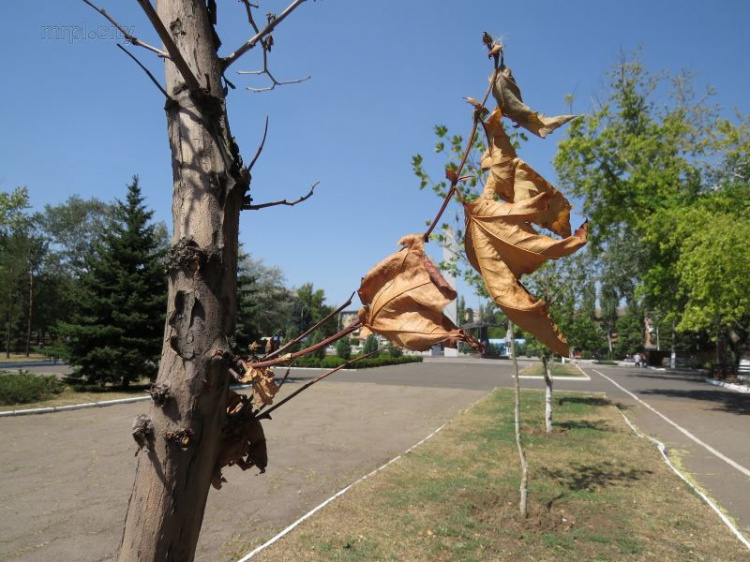 Жара убивает в Мариуполе аллею платанов (ФОТОФАКТ)