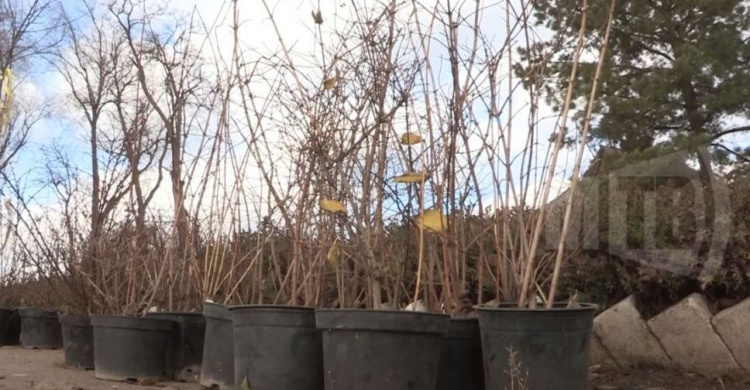 По проекту «Forever Green» возле мариупольских школ высадили десятки деревьев