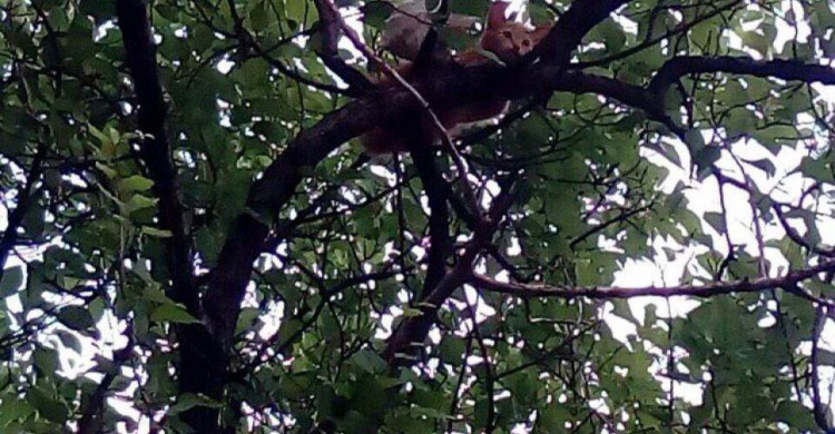 В Мариуполе на дереве неделю кричит кот: никто не может помочь (ФОТО)