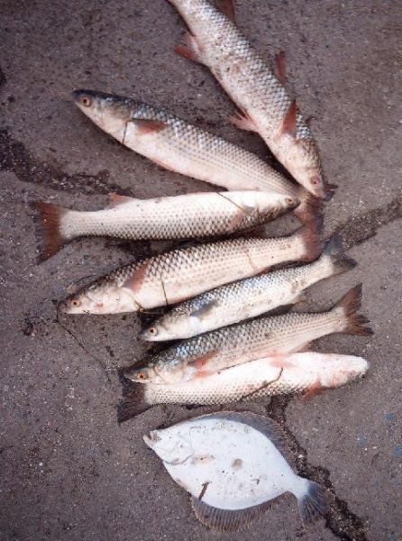 Браконьеры в Приазовье наловили рыбы на 122 тысячи гривен. Что им за это будет? (ФОТО)