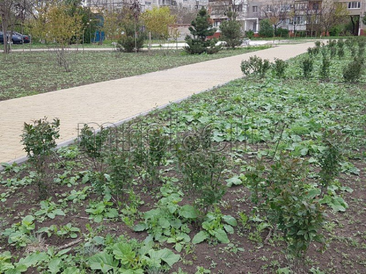 Строящийся новый семейный парк в Мариуполе покрылся зеленью