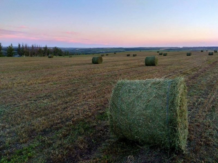 В Донбассе собрали первый миллион тонн зерна (ФОТО)