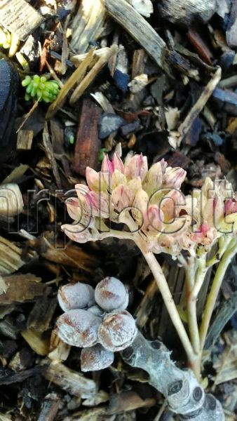 В Мариуполе в разгар зимы взошли тюльпаны и проснулись божьи коровки