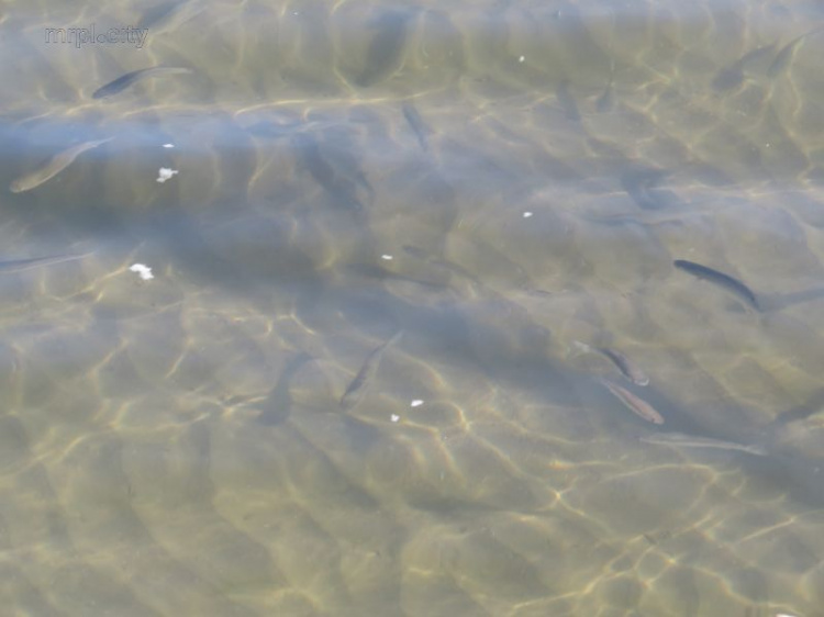 В Мариуполе море кишит рыбой (ФОТО+ВИДЕО)