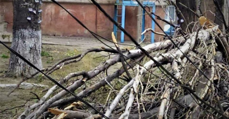 В Мариуполе дерево рухнуло на электропровода (ФОТОФАКТ)