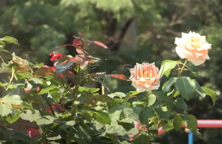 Срезают и выкапывают: из мариупольских дворов исчезают цветы