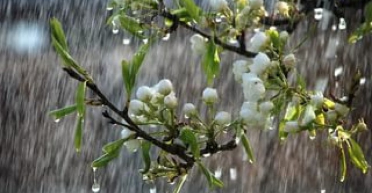 Мариуполю из-за дождей и сильного ветра грозит неурожай фруктов