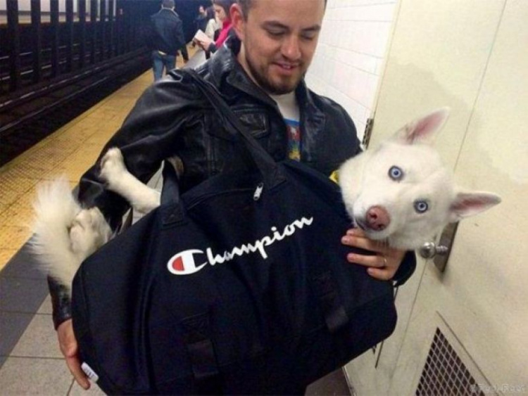 В Нью-Йорке запретили проезд в метро с собаками. Но есть одно 