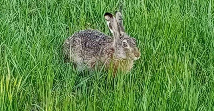 В мариупольском парке замечен заяц (ФОТО+ВИДЕО)