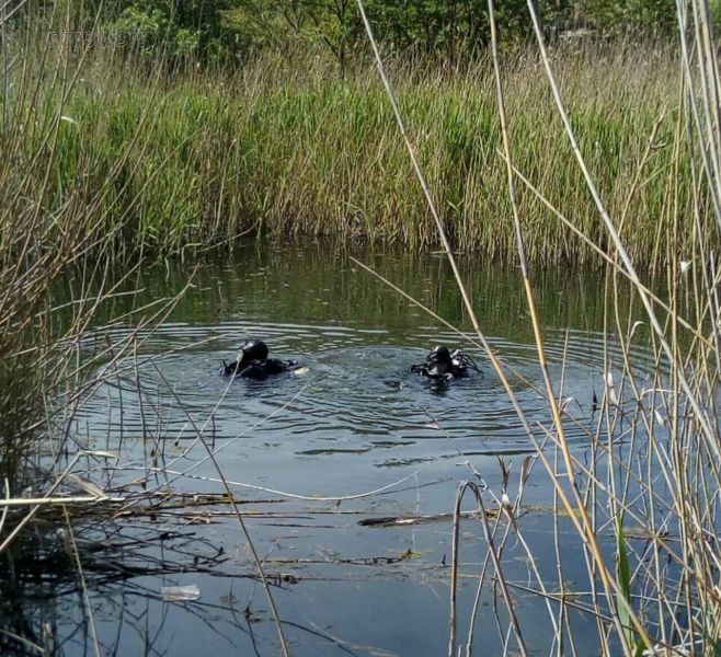 В поисках головы и орудий убийства: в Мариуполе водолазы второй день обследуют водоемы (ФОТО)