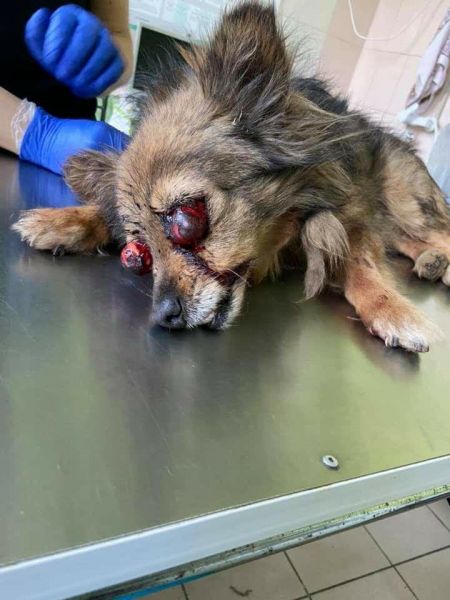 Ослеп от удара: в Мариуполе тяжело пострадавшая собака нуждается в помощи (ФОТО 18+)