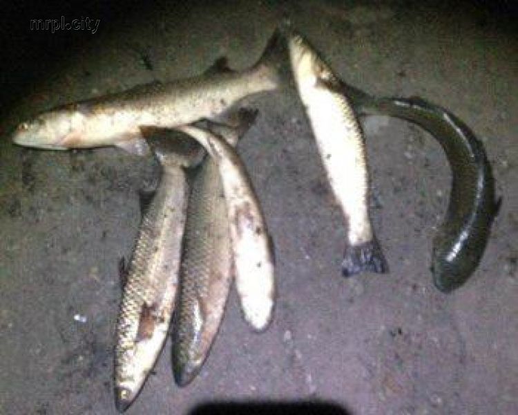 В Мариуполе браконьеры с помощью «паука» наловили рыбы на 23 тысячи грн (ФОТО)