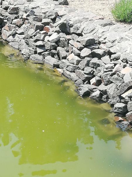 В фонтане парка «Веселка» в Мариуполе позеленела вода. Кто виноват и что делать? (ФОТО)
