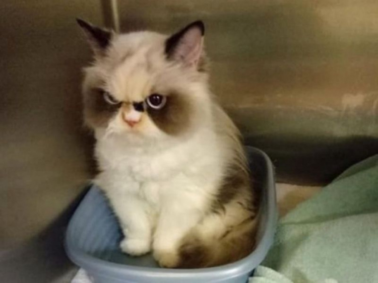 Новая Grumpy Cat: в соцсетях нашли самую угрюмую кошку (ФОТО)
