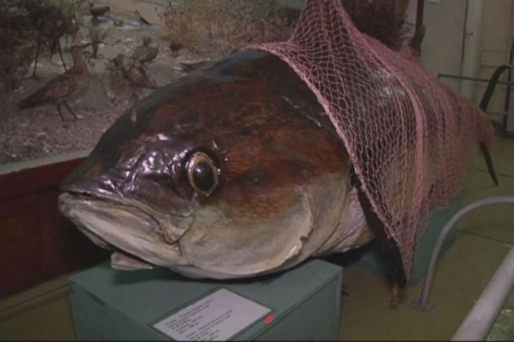 Мариупольцы могут посмотреть на столетних рыб