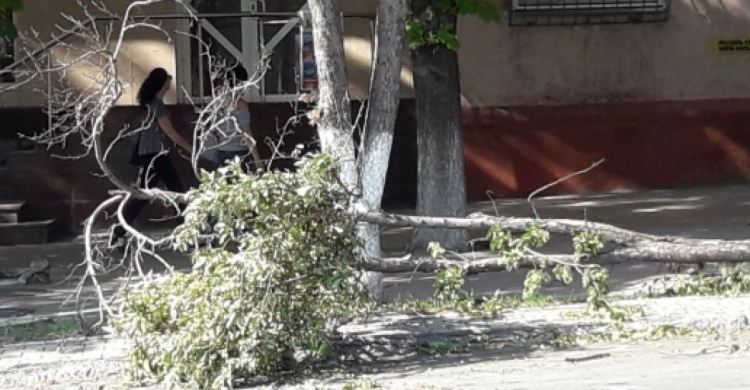 Штормовой ветер создал опасную ситуацию в центре Мариуполя (ФОТОФАКТ)