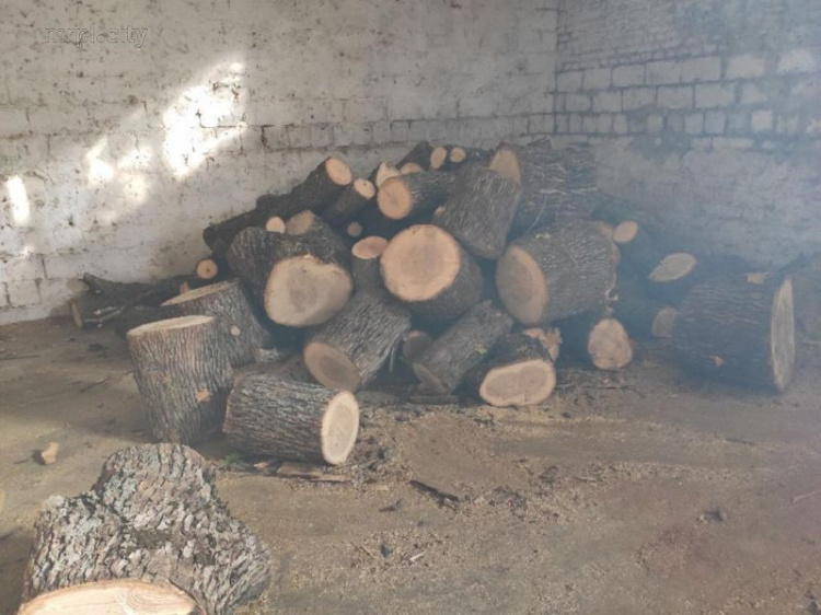 Нарубили деревьев: мариупольцы нанесли ущерб государству на сумму более миллиона гривен (ФОТО)