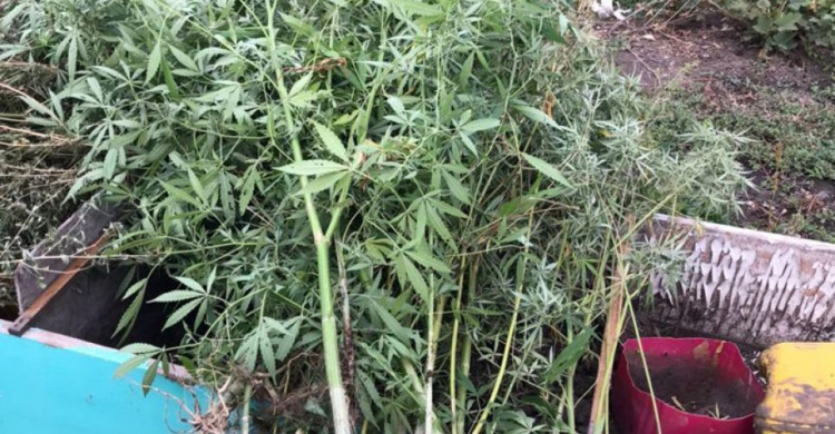 Наркотики вместо овощей: мариуполец вырастил на огороде 50 кустов марихуаны