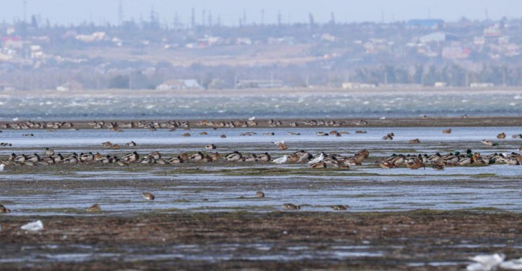 В национальном парке под Мариуполем тысячи птиц кормятся перед дальним перелетом