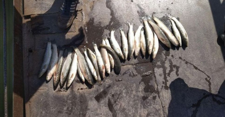 В Мариуполе браконьеров поймали на ловле рыбы в водах Кальчика (ФОТО)