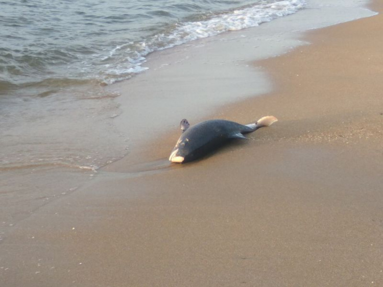 Мертвый дельфин на Городском пляже. Фото: Виталий Шол