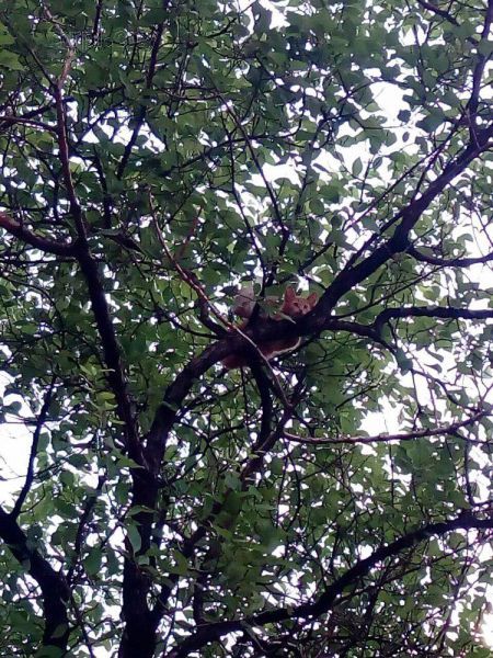 В Мариуполе на дереве неделю кричит кот: никто не может помочь (ФОТО)
