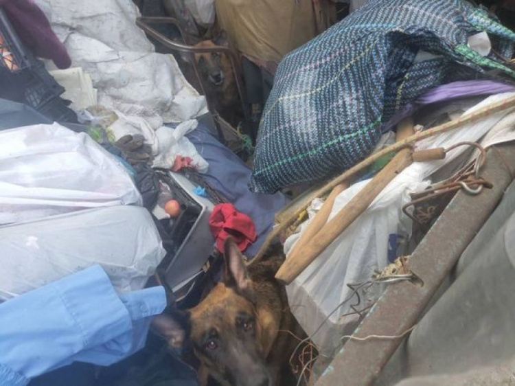 В Мариуполе в частном доме в антисанитарных условиях умирают животные