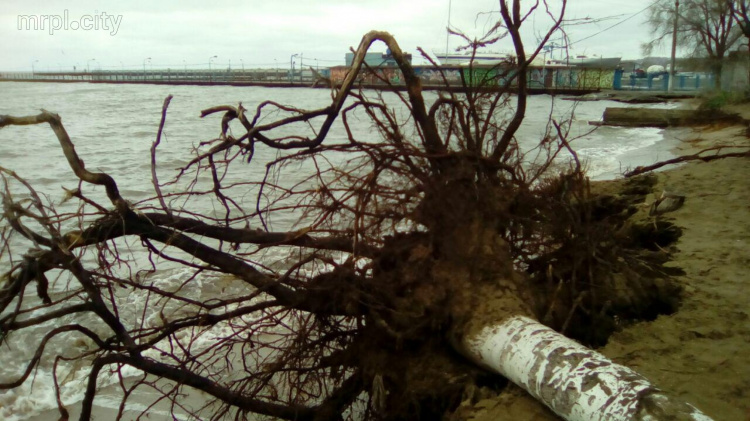 Море у берегов Мариуполя штормит, сильный ветер валит деревья (ФОТО + ВИДЕО) (ДОПОЛНЕНО)