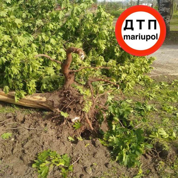 В Мариуполе автомобиль сбил несколько деревьев и перевернулся