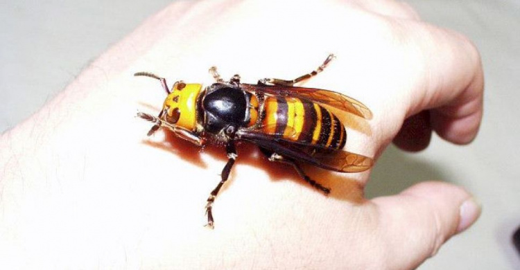 Шершни и осы-гиганты: какую опасность несут насекомые для мариупольцев?