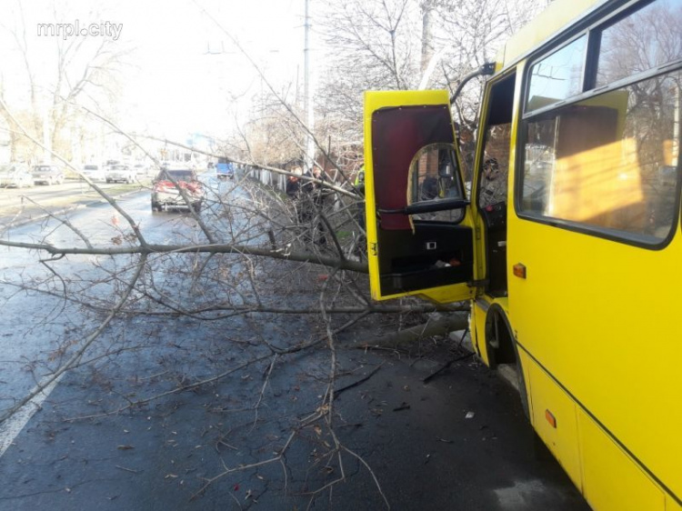 В Мариуполе маршрутка столкнулась с авто и врезалась в дерево. Есть пострадавшие (ФОТО+ВИДЕО)