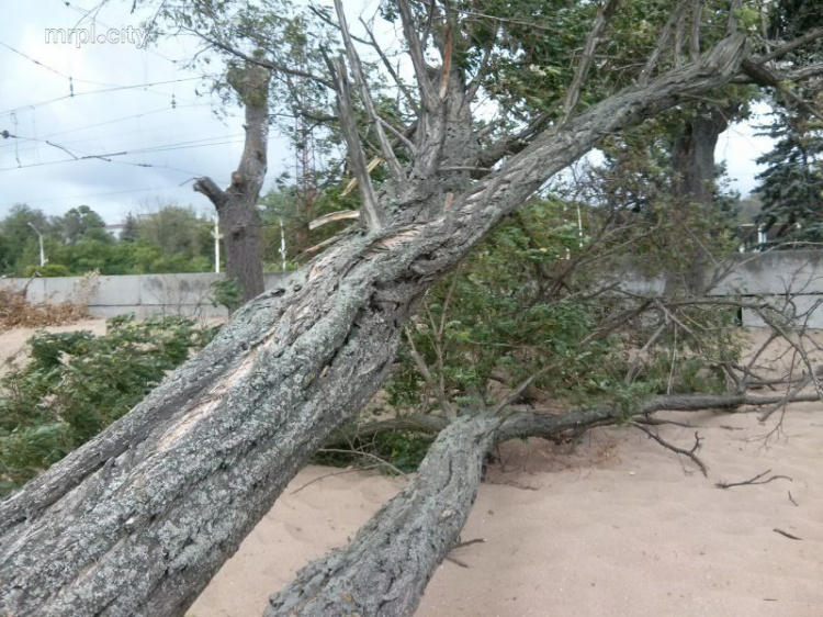 В Мариуполе рухнувшее двуствольное дерево перегородило пляж (ФОТОФАКТ)