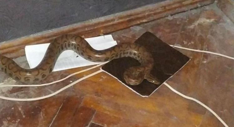 Змея под кроватью: в Харькове питон залез в квартиру женщины
