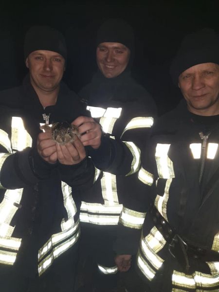 В Донецкой области бойцы ГСЧС спасли от огня зайчонка (ФОТО)