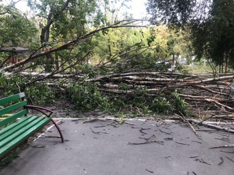 В Мариуполе возле жилого дома упало дерево: разбит автомобиль (ФОТОФАКТ)