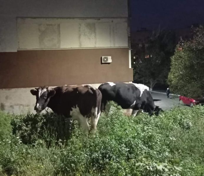 По улицам Мариуполя без пастуха гуляют бычки и телочки