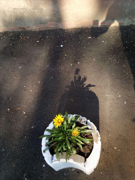 Цветы на асфальте: Мариупольчанка креативно защитилась от досаждавших машин (ФОТО+ВИДЕО)