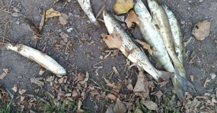 За месяц мариупольские браконьеры наловили рыбы почти на 32 тысячи гривен (ФОТО)