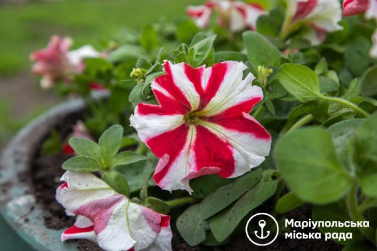Массовая высадка однолетних: Мариуполь украсят еще около 230 тысяч цветов